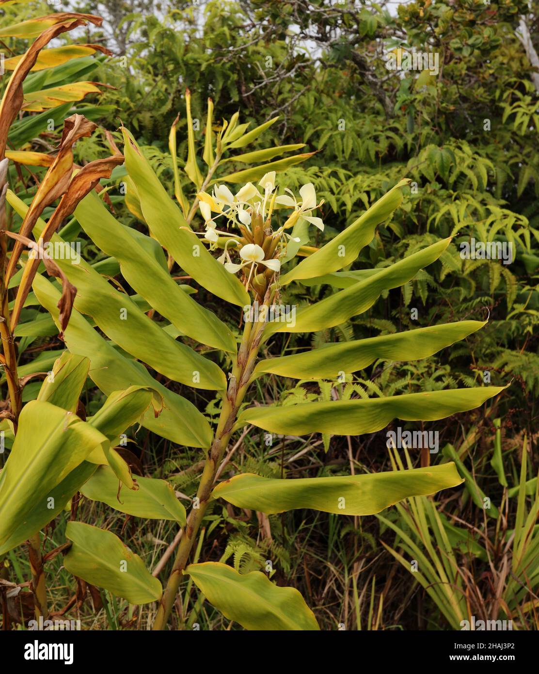 A stalk of flowering Yellow Ginger, Hedychium flavescens, growing in a rainforest in Waimea Canyon State Park, Kauai, Hawaii, USA Stock Photo