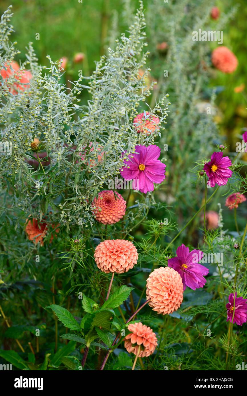 Dahlia Cornel Brons,Cosmos bipinnatus Dazzler,dahlias,mixed planting scheme,mixed bed,mixed border,garden,gardens,RM Floral Stock Photo