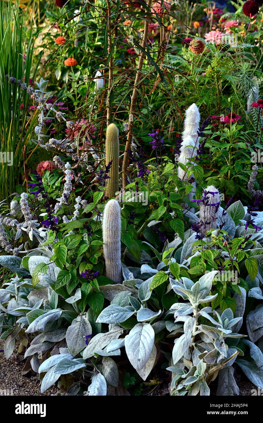 woolly hedgenettle,silver foliage,silver leaves,flowers,lambs-ear,Stachys byzantina,Cleistocactus strausii,Salvia Black and Bloom,anise-scented sage,s Stock Photo