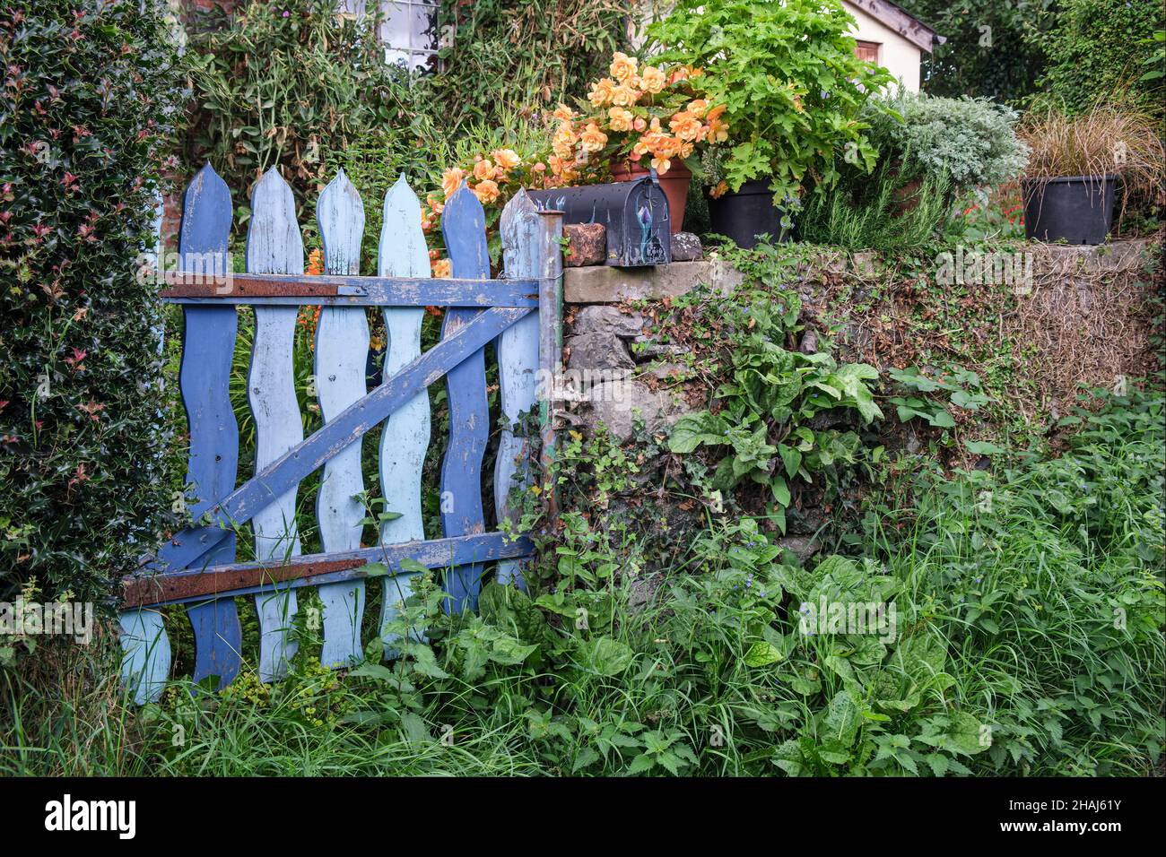 A blue cottage garden gate, Llanfechain, Powys, Wales Stock Photo