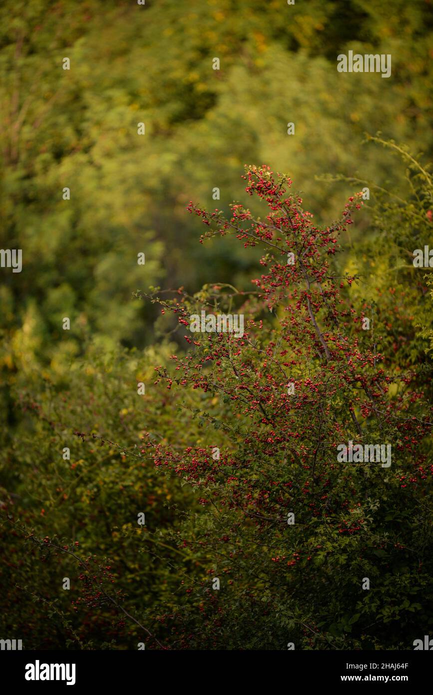 Vertical shot of a tree in a forest during the day Stock Photo - Alamy