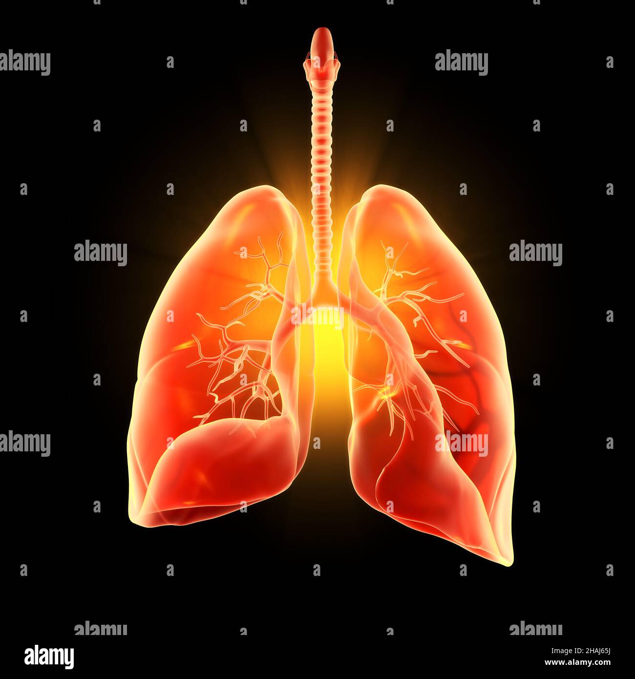 Illustration showing highlighted human lungs, pneumonia, 3D illustration Stock Photo