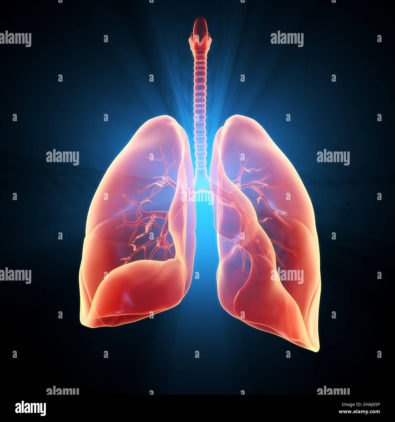 Highlighted carcinoma in right lung, 3D illustration Stock Photo