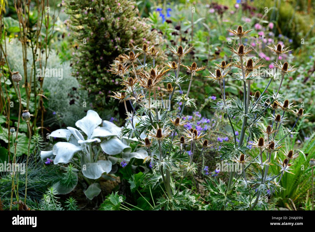 Eryngium x zabellii Violetta,sea holly,seed head,seedheads,seedheads