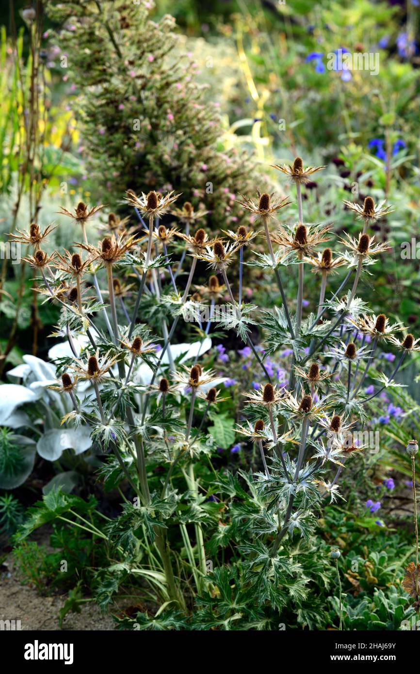 Eryngium x zabellii Violetta,sea holly,seed head,seedheads,seedheads