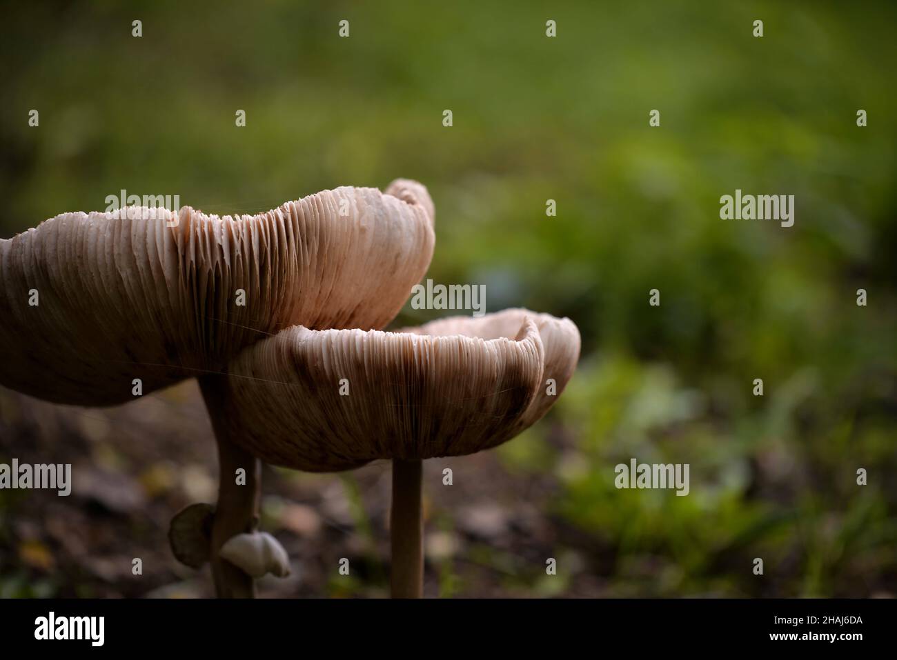 Closeup shot of some mushrooms growing in a forest during the day Stock ...