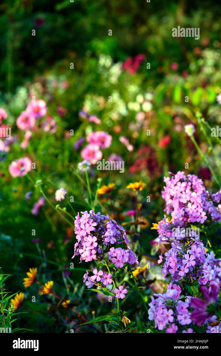 phlox paniculata,pink and purple flower,flowers,flowering,perennial,perennials,RM Floral Stock Photo