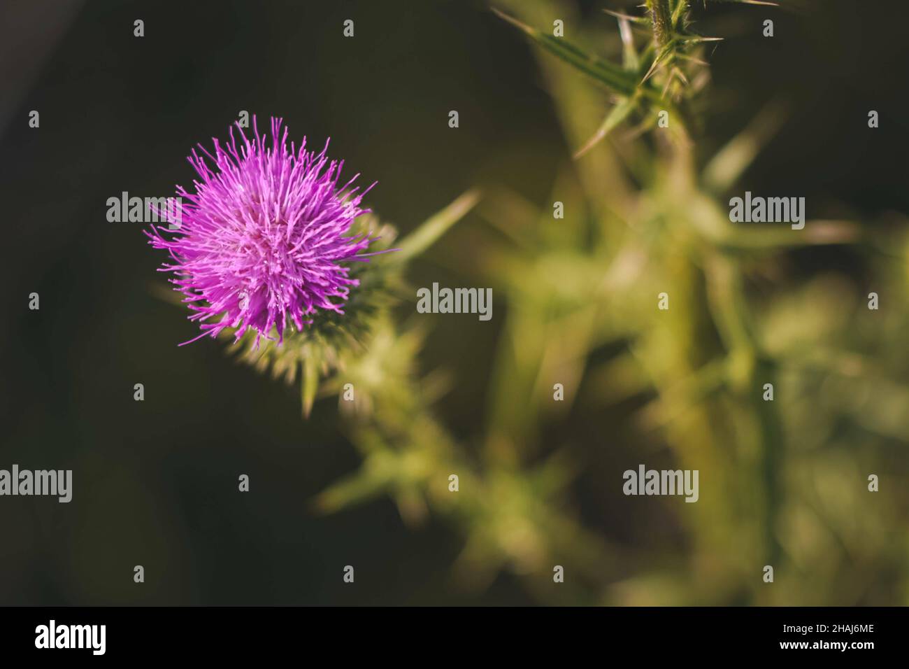 Closeup shot of a purple flower in a garden during the day Stock Photo ...