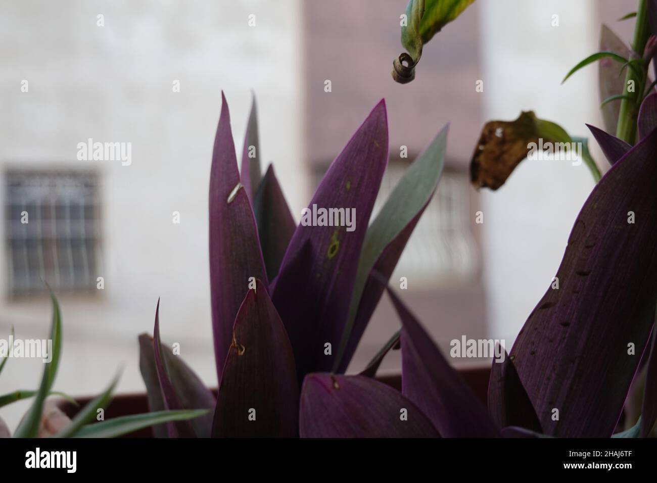 Closeup shot of purple Tradescantia plants in a garden Stock Photo