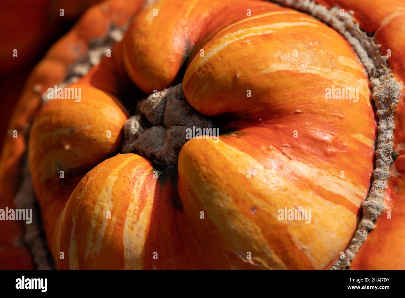 pumpkin, Turk's Turban, winter squash, miniature varieties, ornamental gourd, squash, pumpkins, Lagenaria, Cucurbita, Ornamental gourds, Thanksgiving. Stock Photo