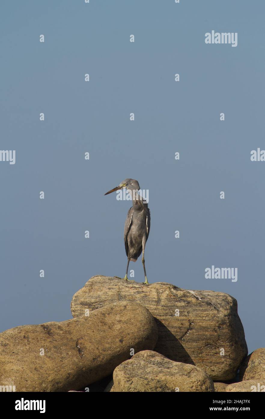 A single grey heron standing on the rock by the seashore Stock Photo