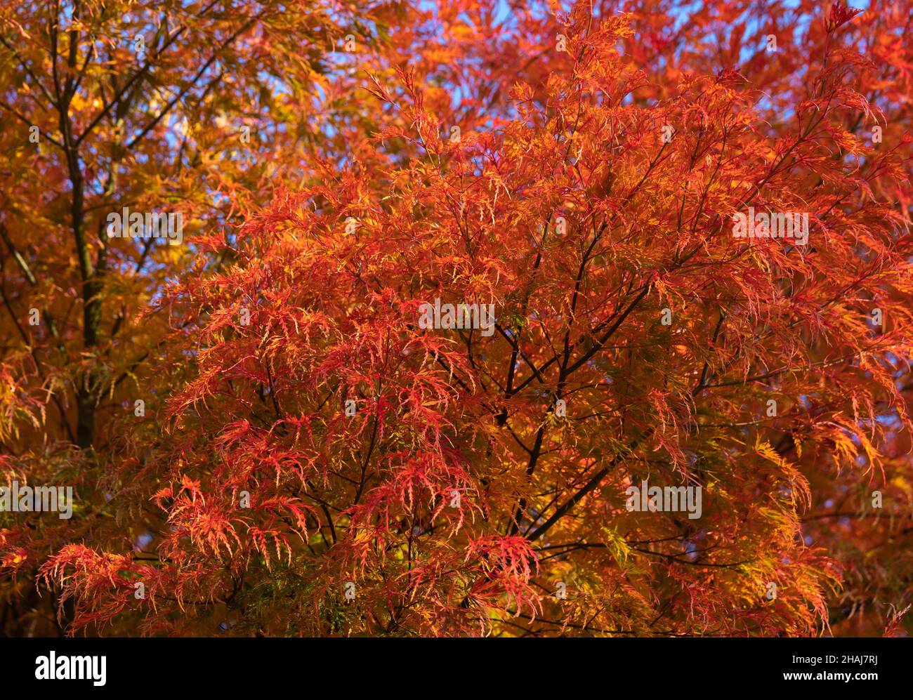 Acer palmatum dissectum, Ever Red tree, Weeping, Japanese, Maple Trees, Dwarf Japanese Maples, elegant, cascading, structure, wonderful, colouring. Stock Photo