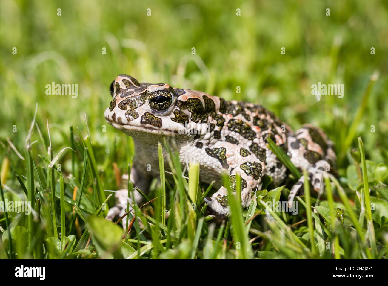 European green toad (Bufotes viridis) in grass. Frog in garden Stock Photo