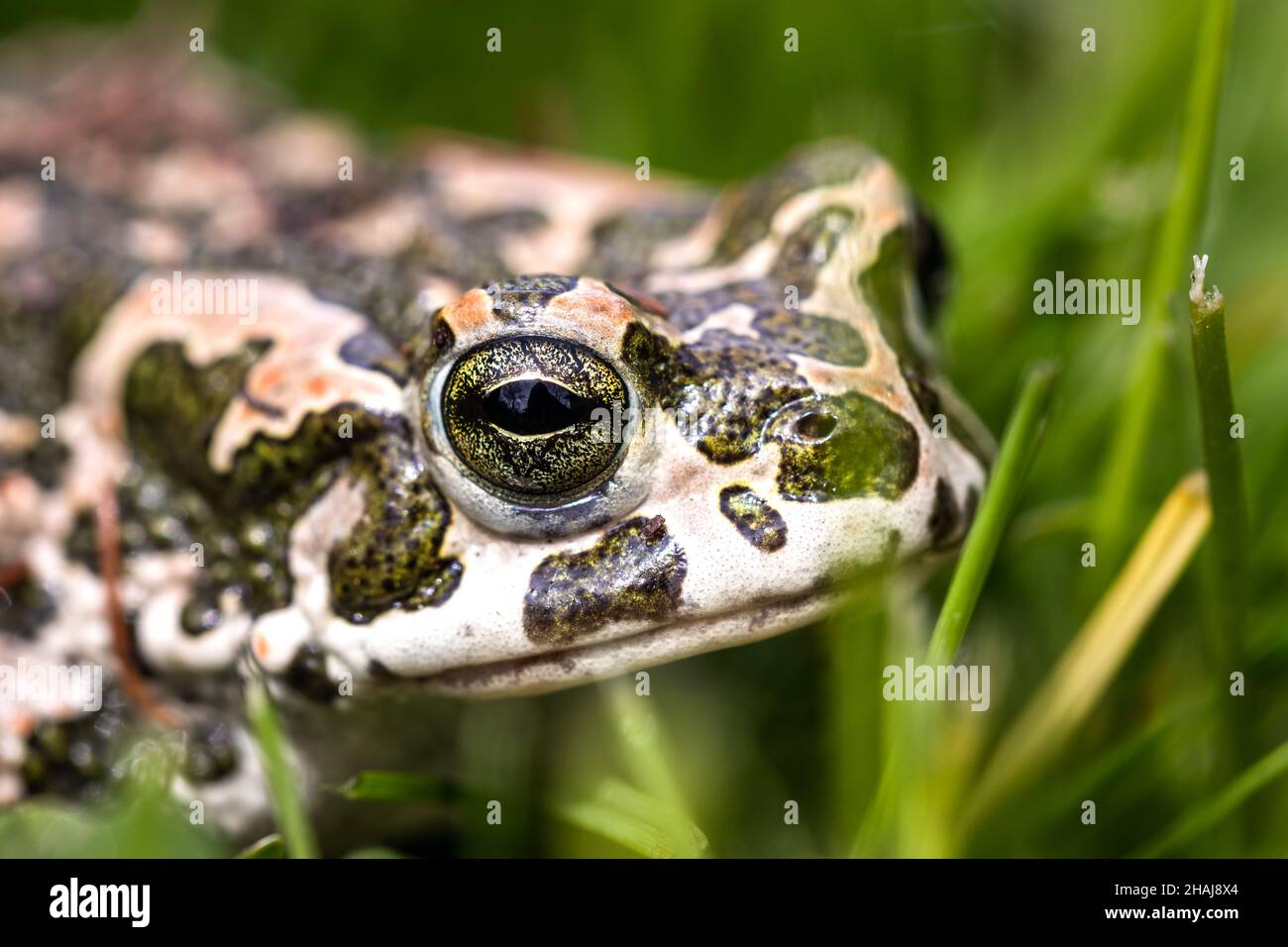 Closeup head of European green toad (bufotes viridis). Frog in grass ...
