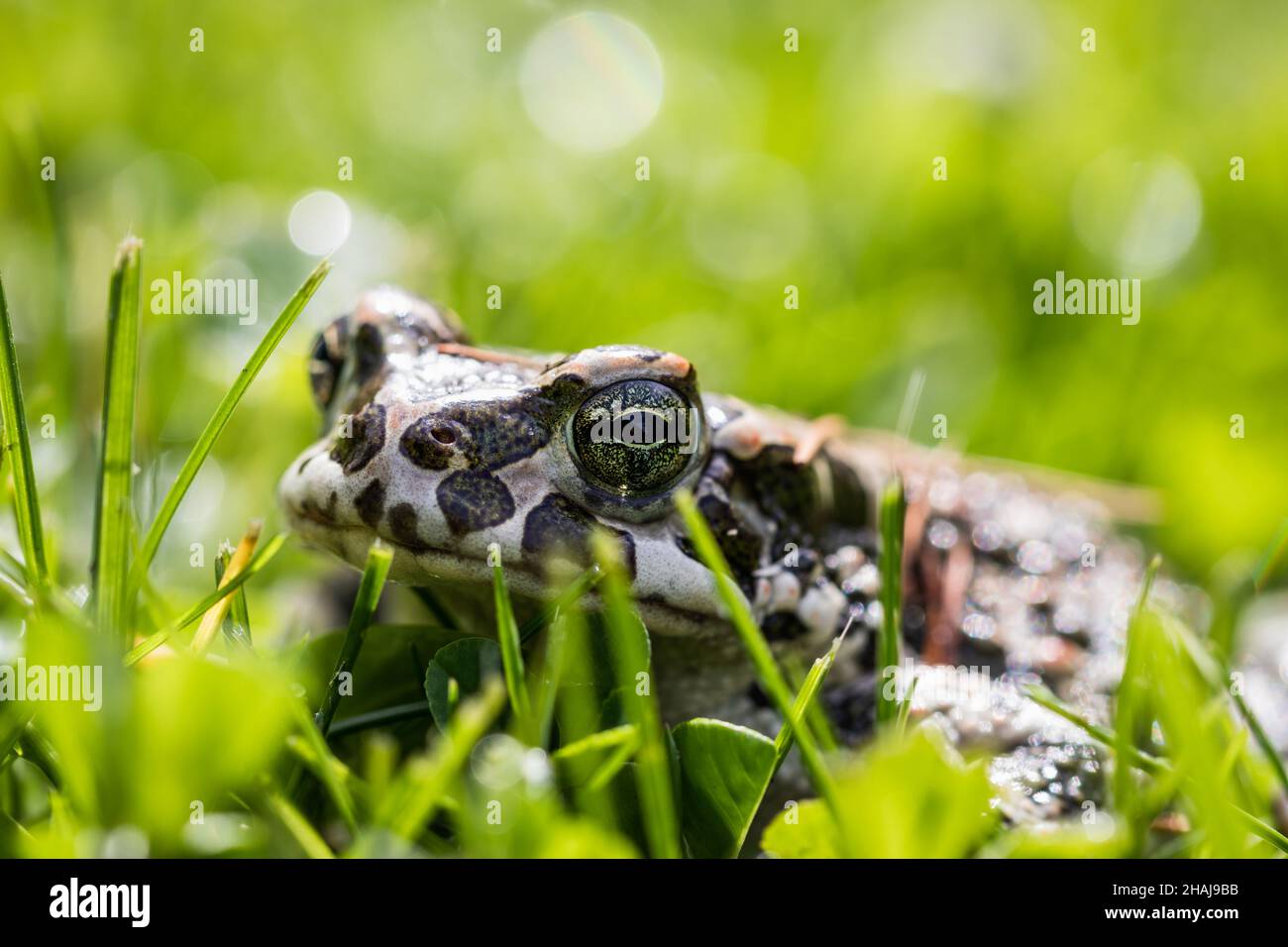 Green toad (Bufotes viridis) in grass. Frog in garden. Amphibian animal Stock Photo