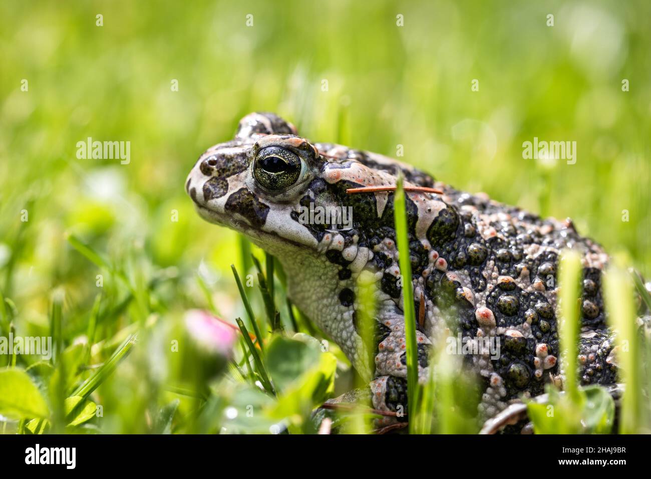 European green toad (Bufotes viridis) in grass. Frog in garden Stock Photo