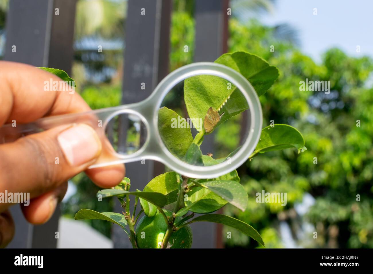 Passionvine hopper on the acid lime plant laying eggs and observer observe this serious agricultural fruit crop insect pest through magnifying glass. Stock Photo