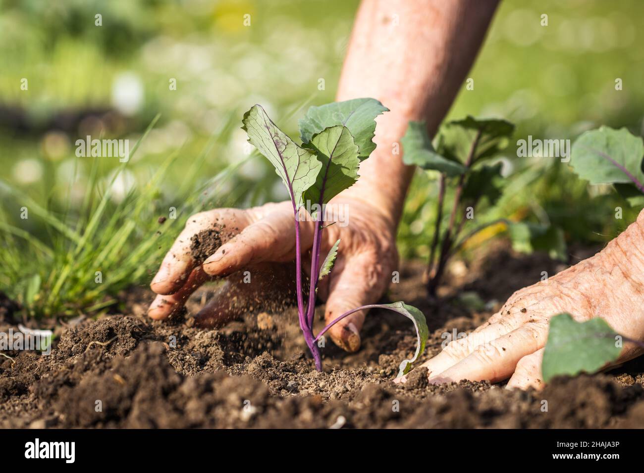 Planting kohlrabi seedling in organic garden. Gardening at spring. Farmer hands working in vegetable bed. Selective focus and motion Stock Photo