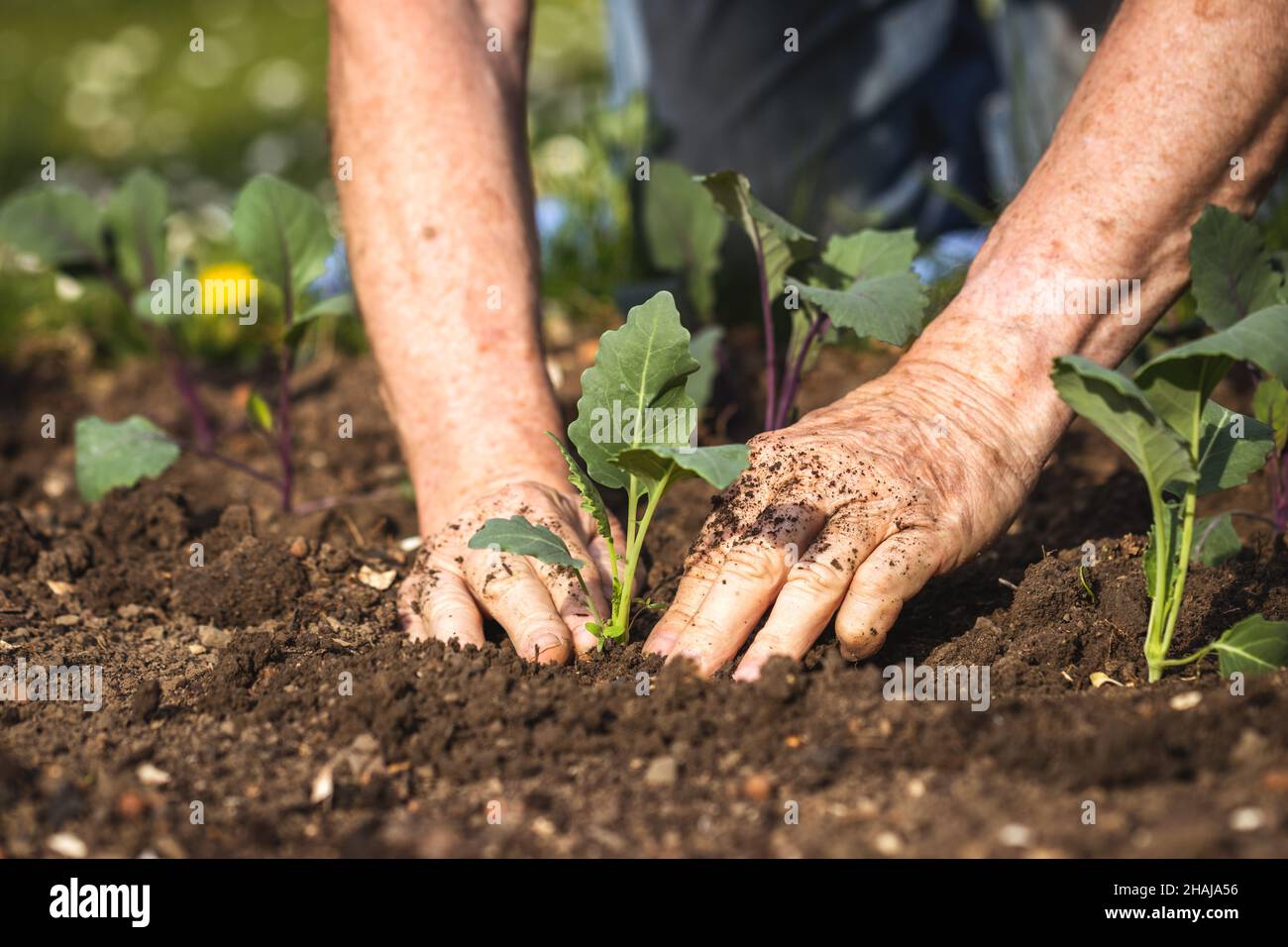 Planting kohlrabi seedling in organic garden. Gardening at spring. Farmer hands working in vegetable bed Stock Photo