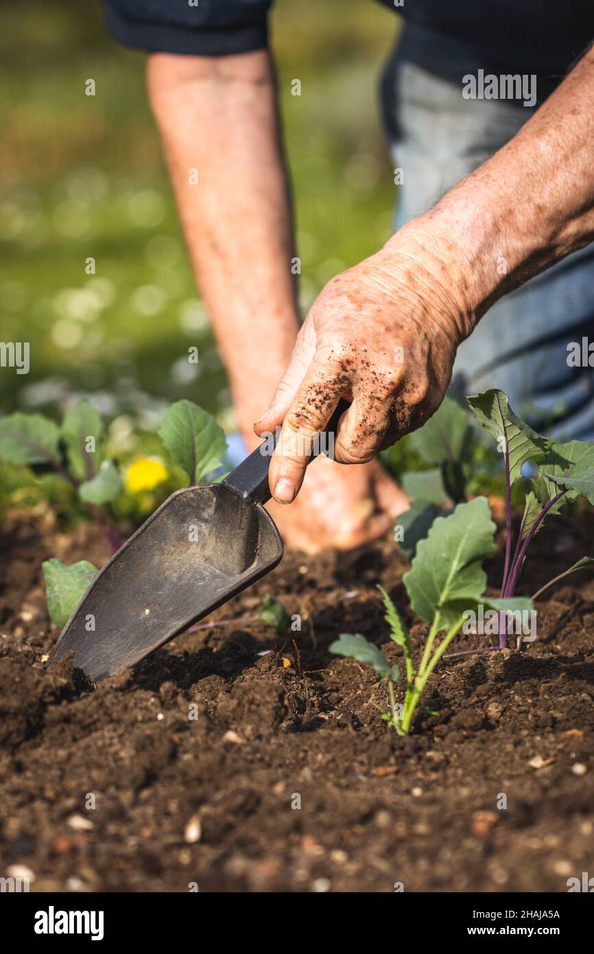 Gardening at spring. Planting kohlrabi seedling in organic garden. Farmer hands working with shovel in vegetable bed Stock Photo