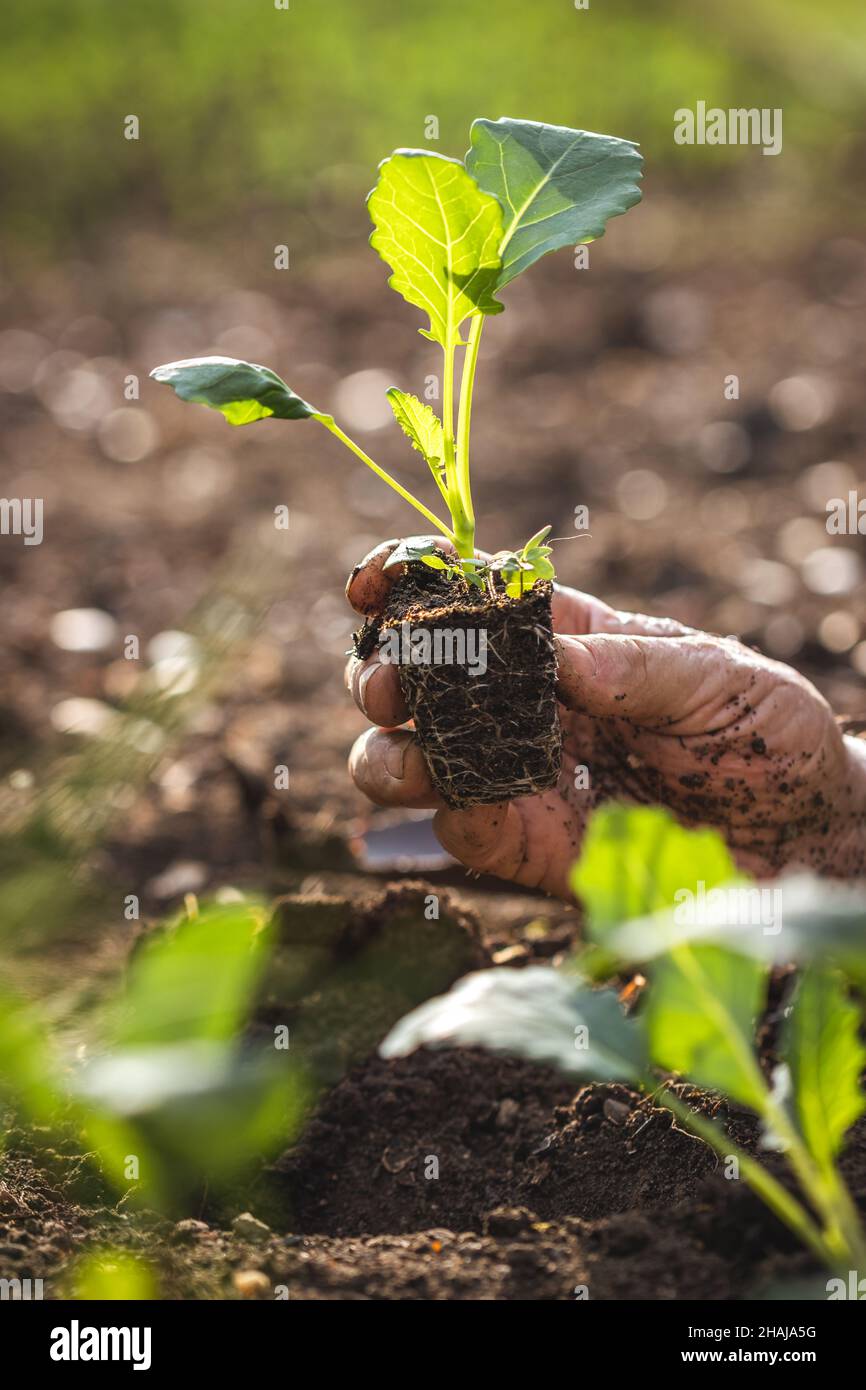 Planting vegetable seedling into soil. Farmer holding green kohlrabi plant in hand. Gardening in organic farm at springtime Stock Photo