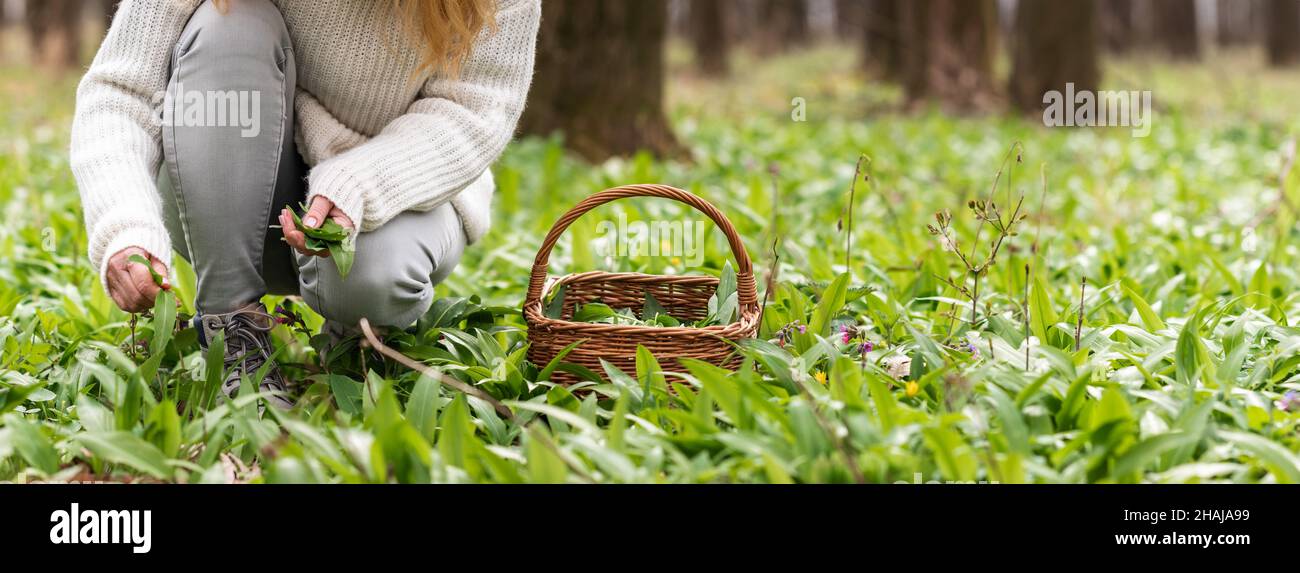 Woman picking wild garlic (allium ursinum) in forest. Harvesting Ramson leaves herb into wicker basket Stock Photo