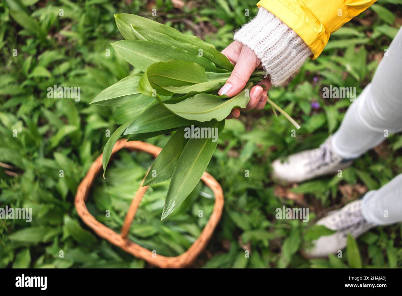 Woman picking Wild Garlic (allium ursinum) in woodland. Harvesting Ramson leaves herb into wicker basket Stock Photo