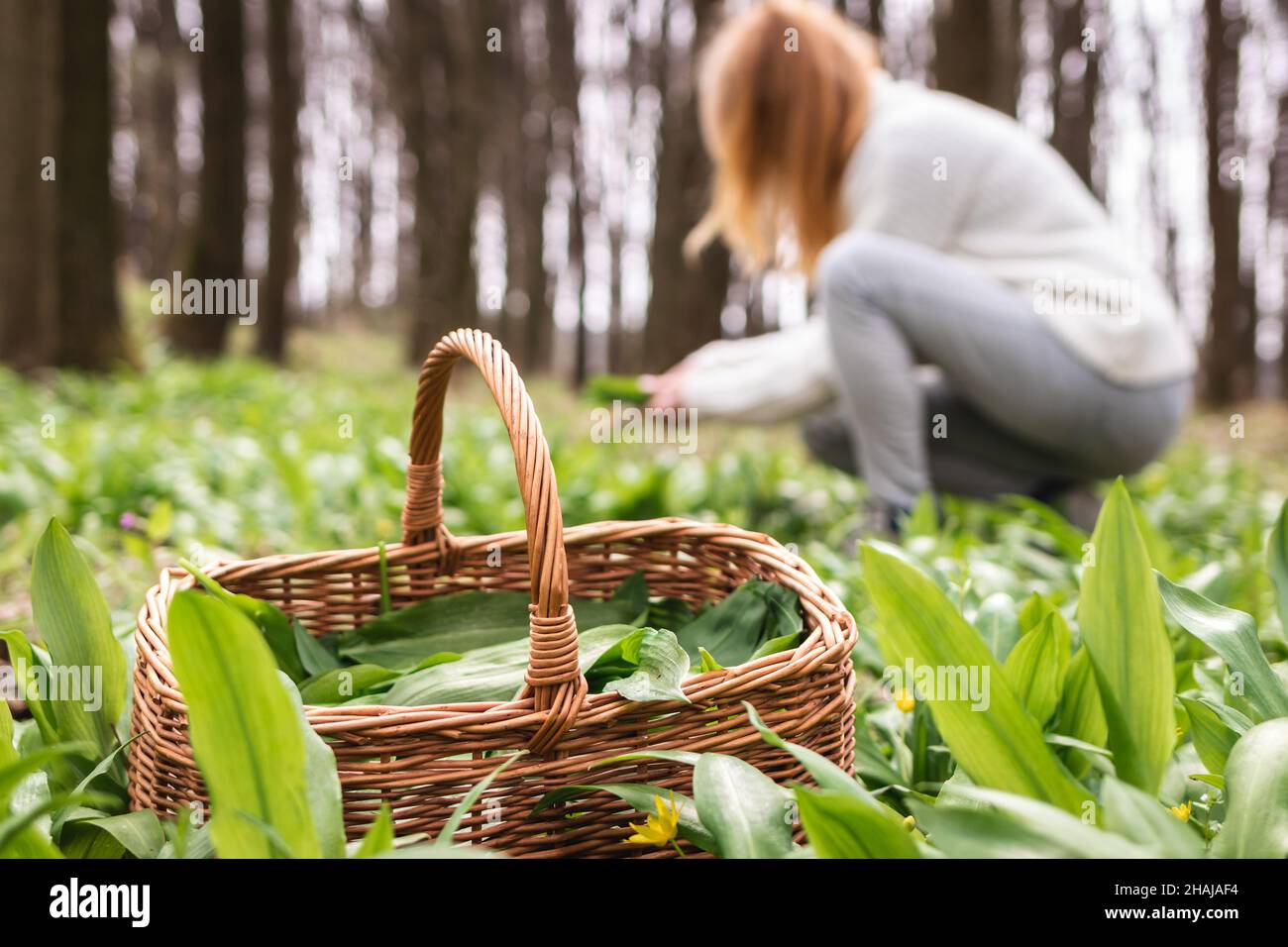 Woman picking wild garlic (allium ursinum) in forest. Harvesting Ramson leaves herb into wicker basket. Selective focus Stock Photo