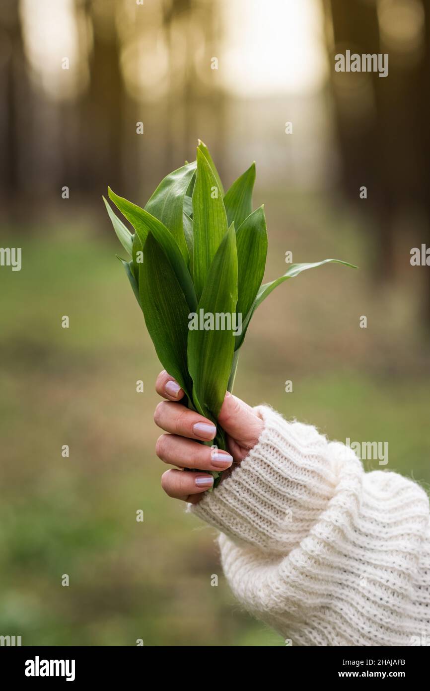Wild garlic (allium ursinum) in female hand. Woman holding bunch of herbal Ramson leaves in woodland Stock Photo