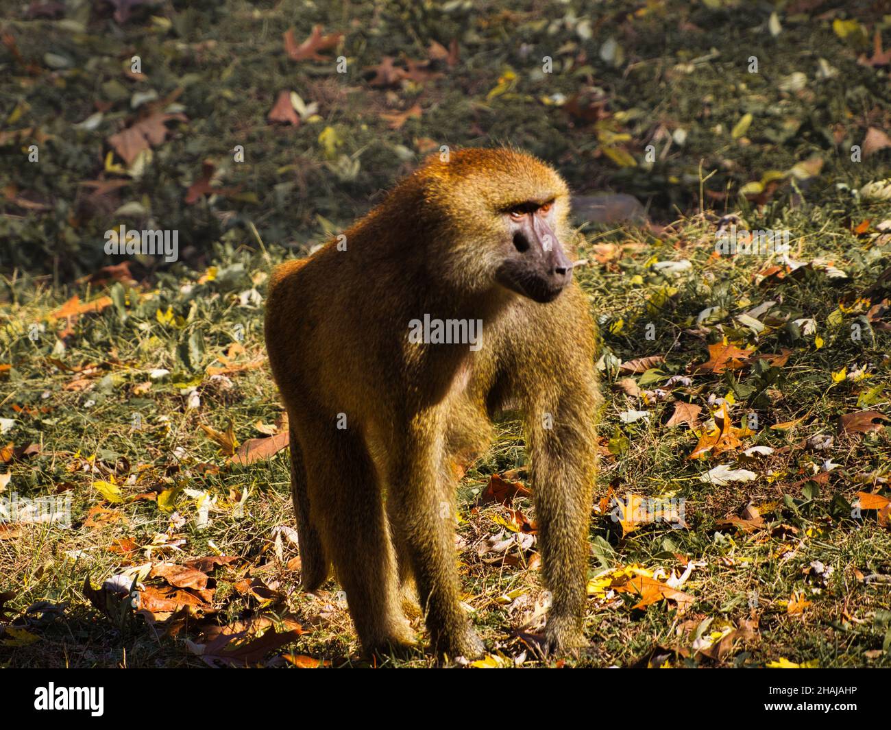 Guinea baboon (Papio papio) monkey in autumn. Kansas City Zoo, Missouri, USA Stock Photo
