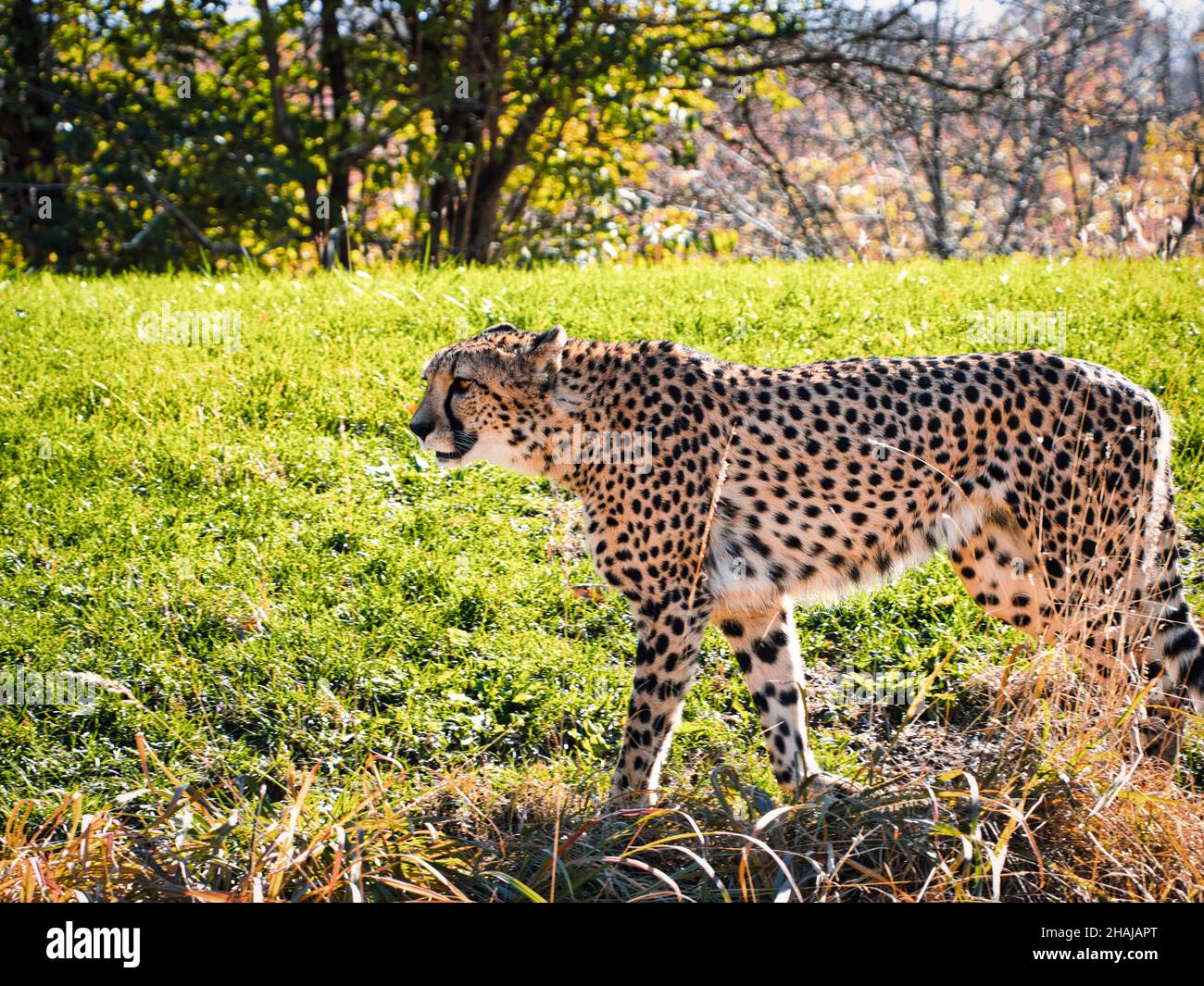 Cheetah (Acinonyx jubatus) walking in the Kansas City Zoo. Missouri