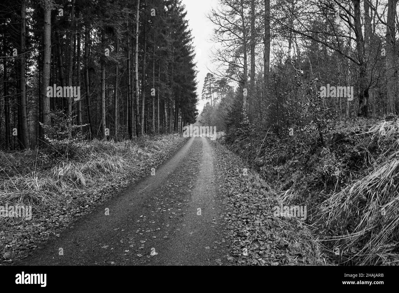 Forest road in winter at Diebskarren hiking trail, Sindelfingen, Germany. Stock Photo