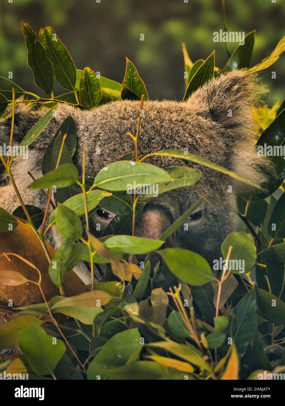 Closeup shot of the Koala behind the leaves. The Kansas City Zoo in