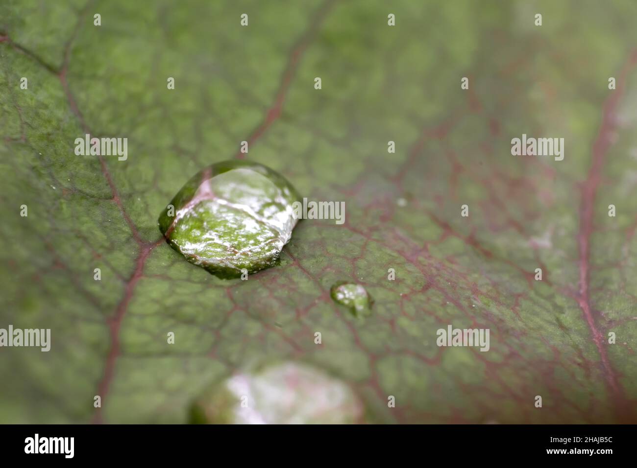 Raindrop on the leaf with details of leaf veins of rose. Used selective focus. Stock Photo