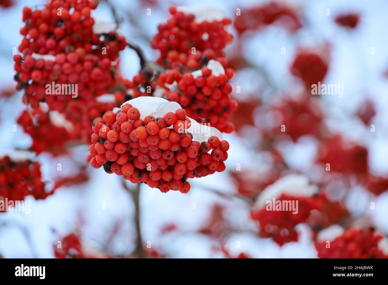 Orange fruit tree snow hi-res stock photography and images - Alamy