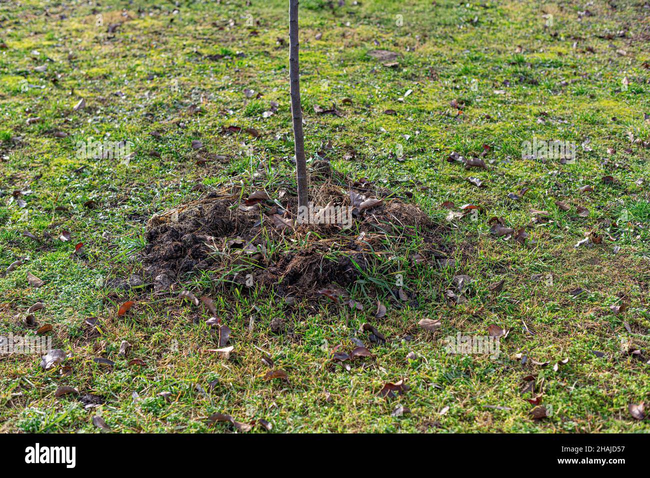 Apple trees are planted on a plot of land Stock Photo Alamy