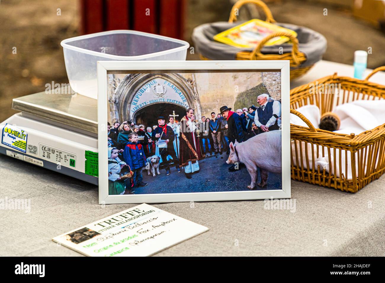 In Aups (France), every fourth Sunday in January, the truffle dogs and a truffle pig are blessed in front of the church of Saint Pancras. The truffle pig is always a female, because the sex hormones of a male pig smell similar to truffles. Aups, France Stock Photo