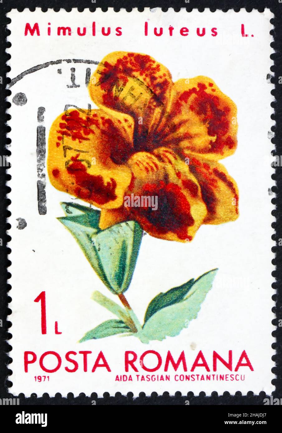 ROMANIA - CIRCA 1971: a stamp printed in the Romania shows Mimulus Luteus, Flower Stock Photo