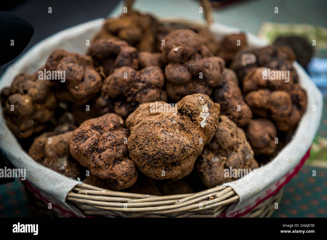 Tuber Melanosporum is also called black truffle. It is very favored and is one of the most expensive edible mushrooms in the world. Shortly before Christmas, the price per kilo rises to 1,000 euros or more. Aups, France Stock Photo
