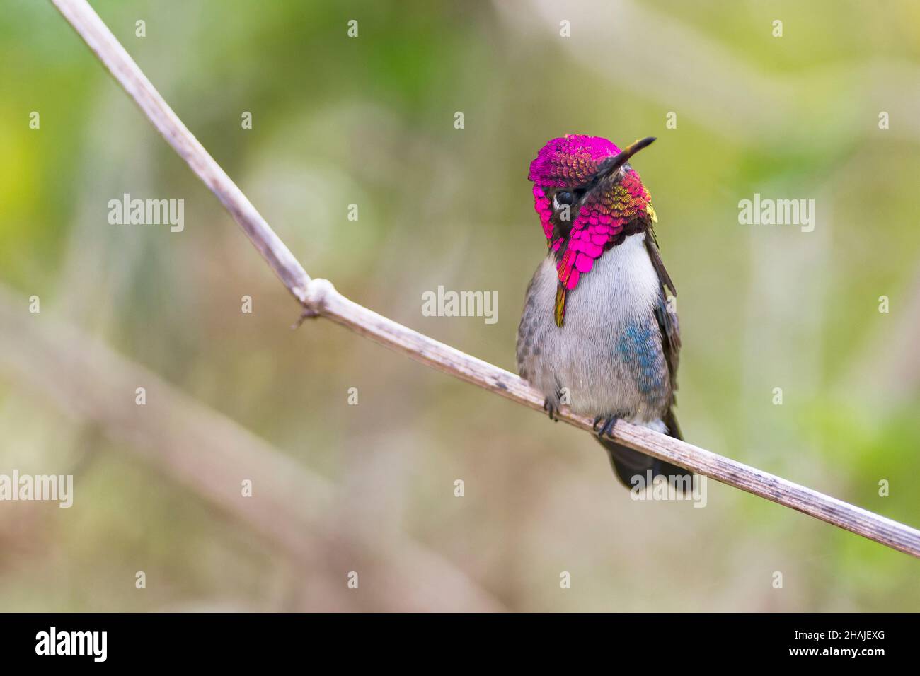 bee hummingbird, Mellisuga helenae, smallest bird in the world, single ...