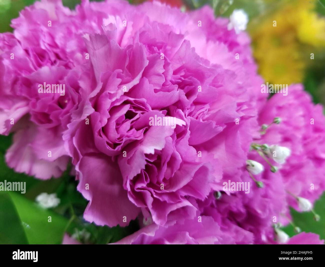 Carnation leaves hires stock photography and images Alamy