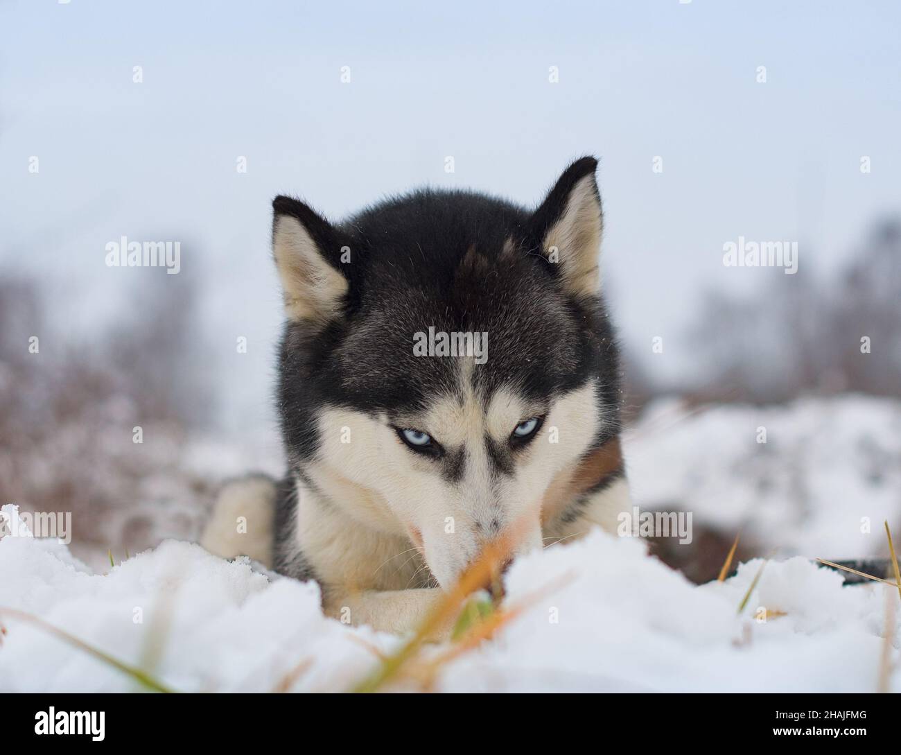 Siberian husky lies on the snow Stock Photo - Alamy