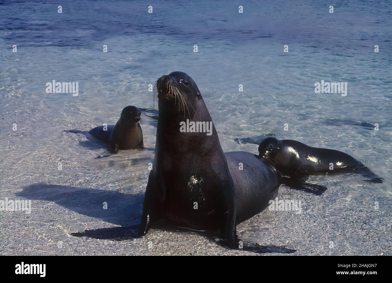 Sea lions are pinnipeds characterized by external ear flaps, long foreflippers, the ability to walk on all fours, short, thick hair, and a big chest a Stock Photo