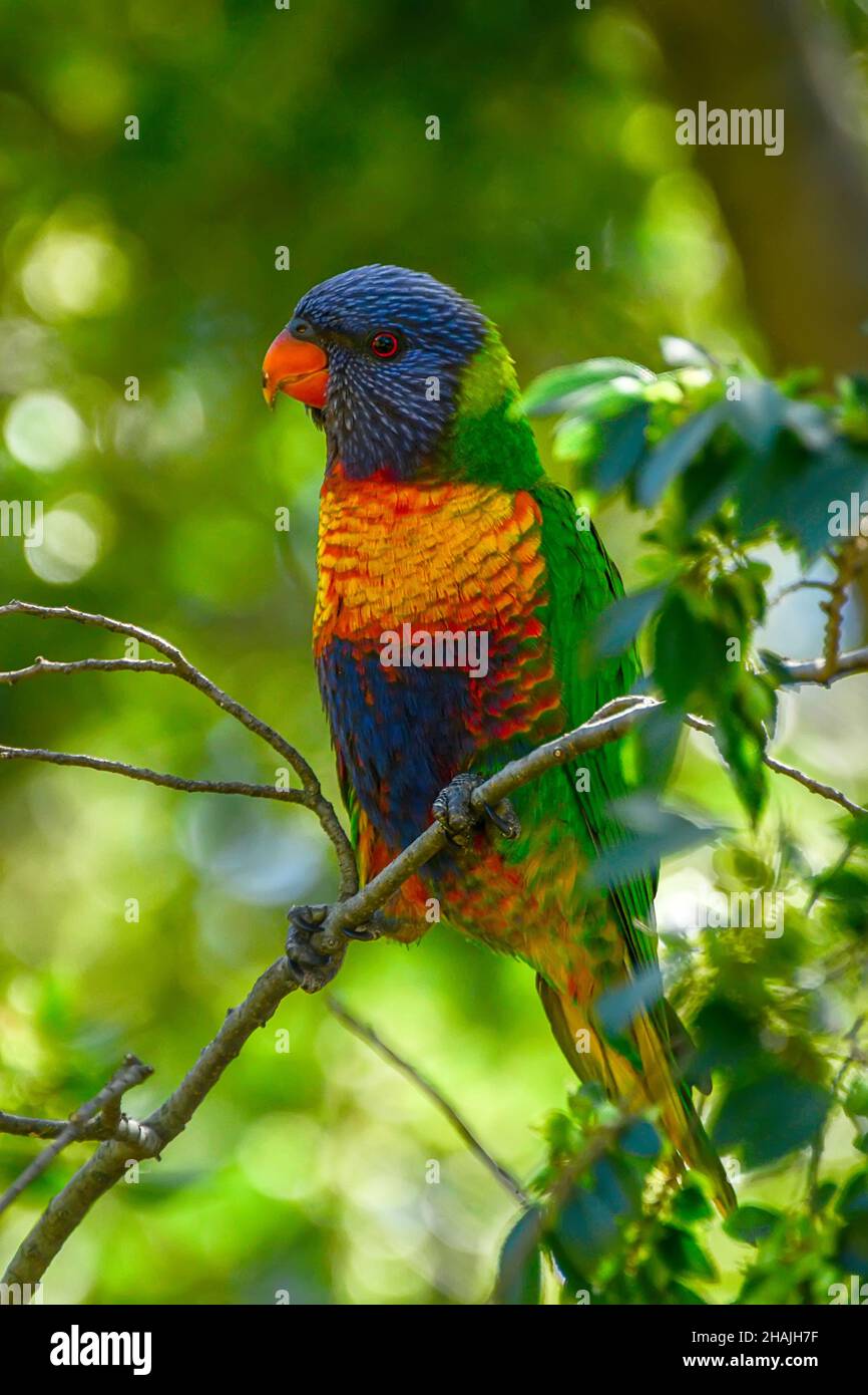 The rainbow lorikeet (Trichoglossus moluccanus) is a species of parrots native to Australia. Stock Photo