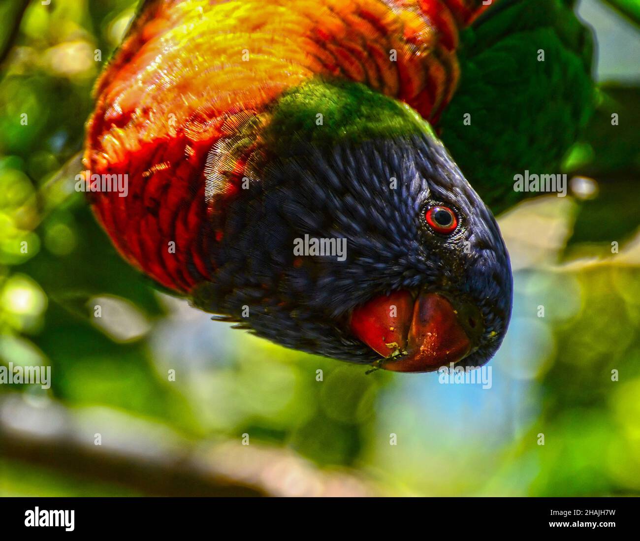 The rainbow lorikeet (Trichoglossus moluccanus) is a species of parrots native to Australia. Stock Photo