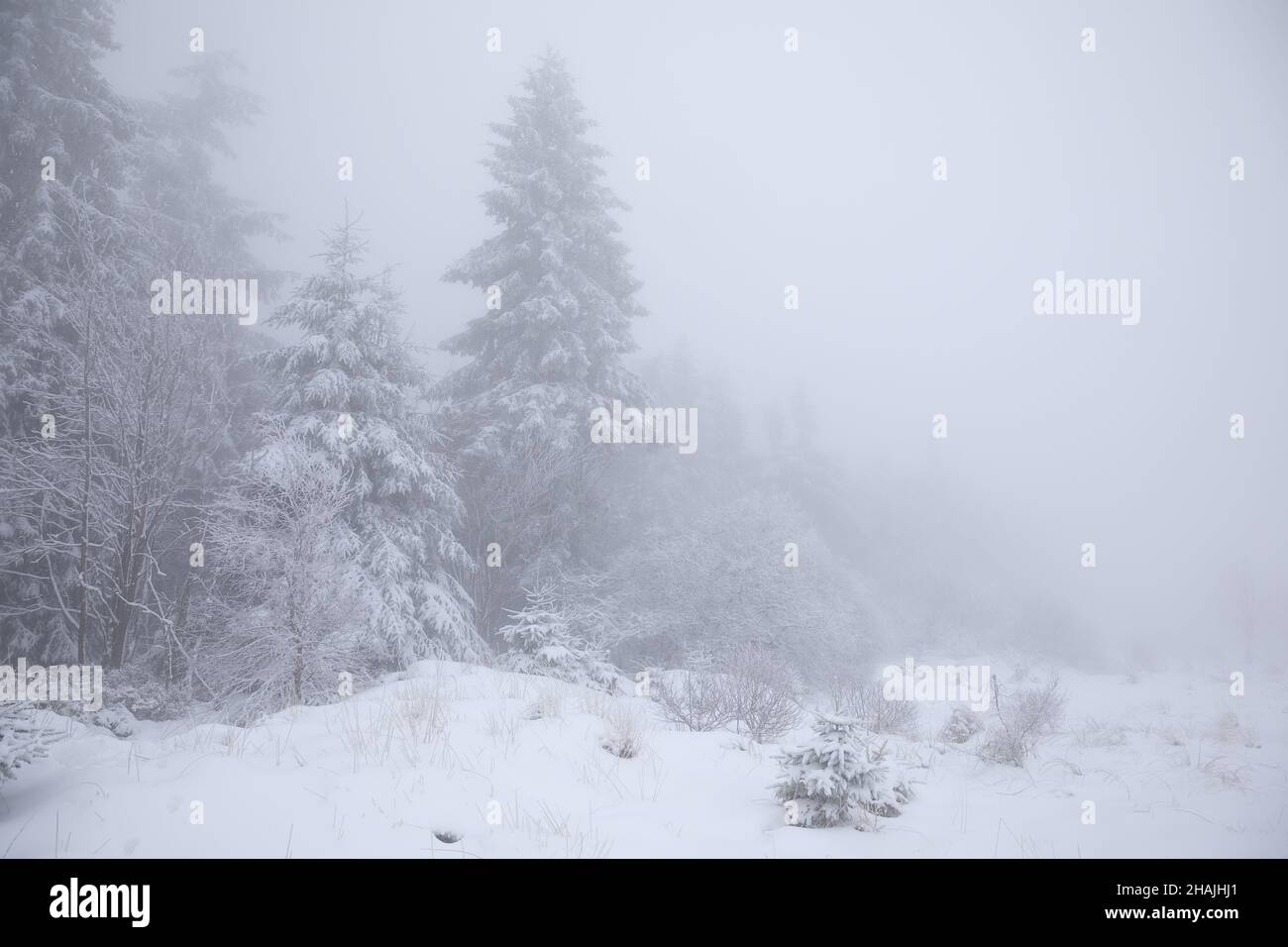 spruce forest in snow and deep fog in winter, Belgium Stock Photo
