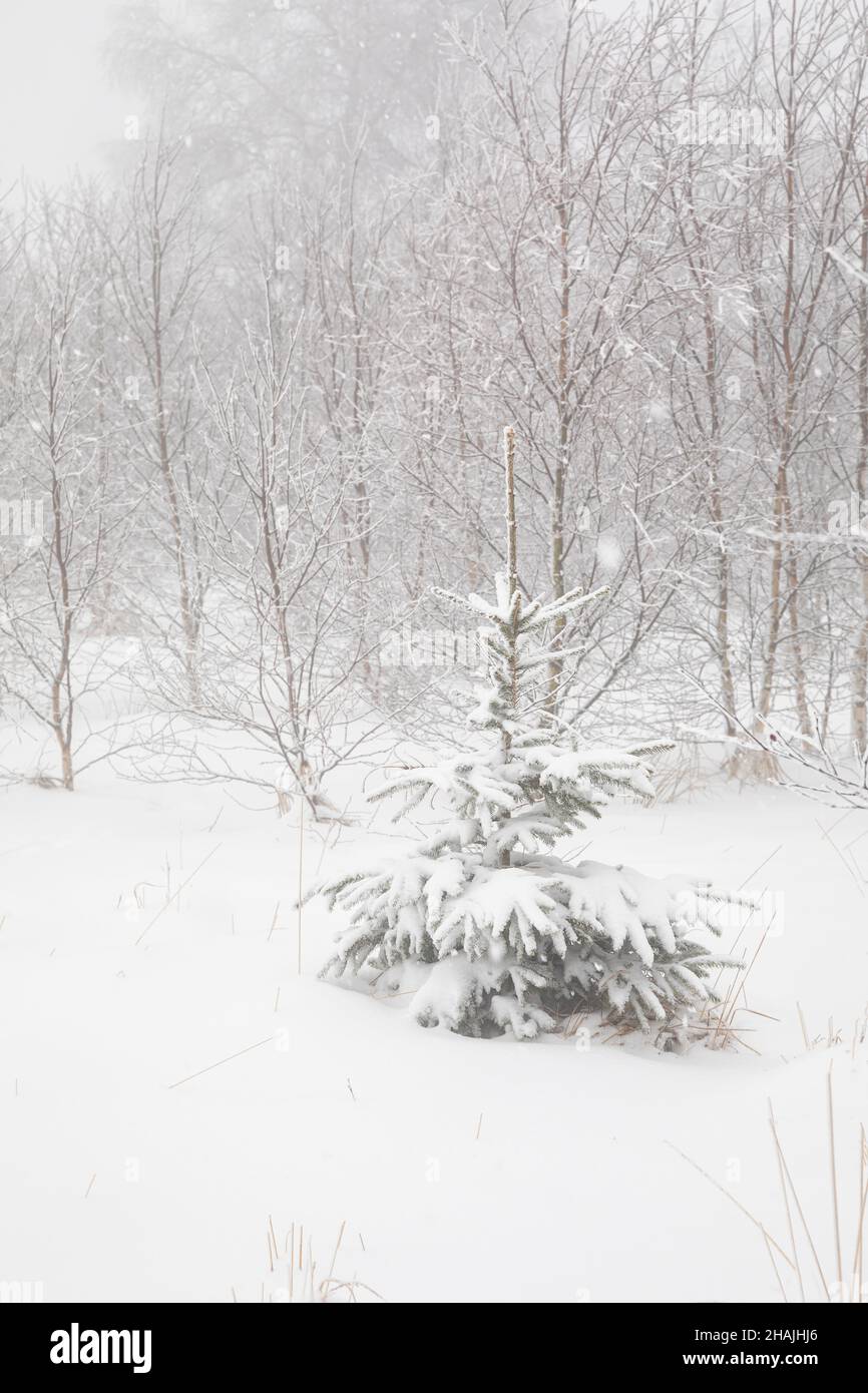 spruce tree in deep snow in winter Stock Photo