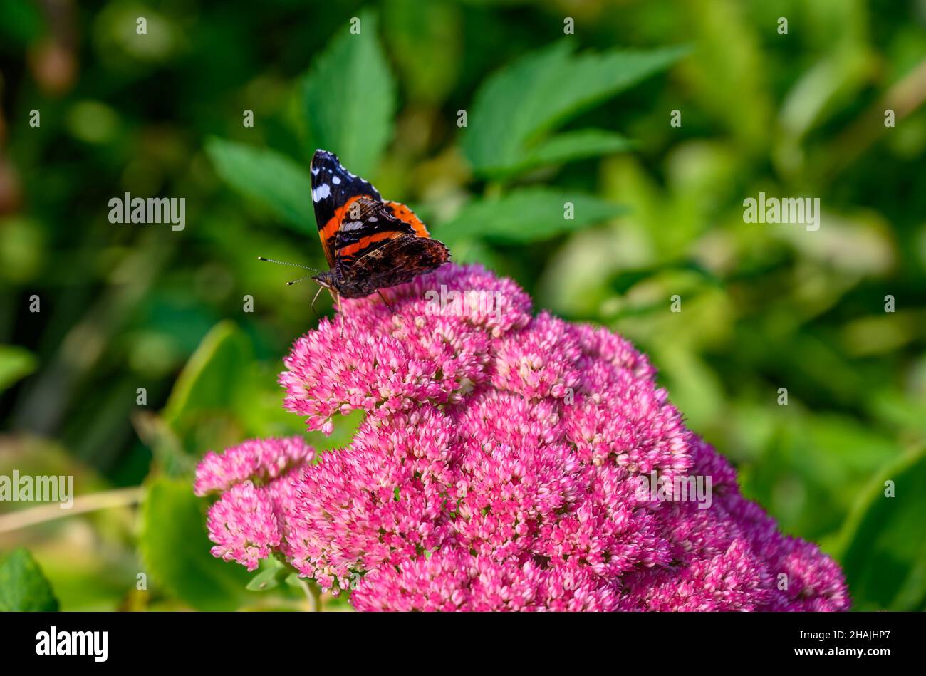 Sideways view of a Red Admiral (Vanessa atalanta) butterfly sitting on a pink Hylotelephium 'Herbstfreude' flower-head in Norfolk, England. Stock Photo