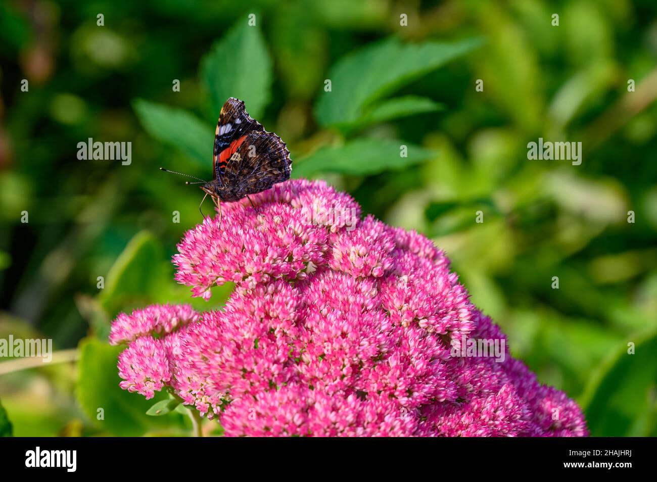 Sideways view of a Red Admiral (Vanessa atalanta) butterfly sitting on a pink Hylotelephium 'Herbstfreude' flower-head in Norfolk, England. Stock Photo