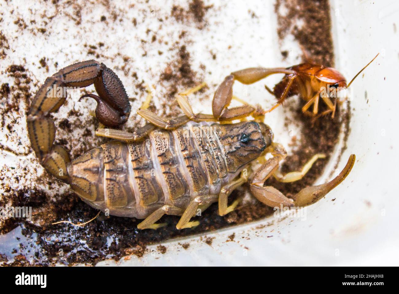 Hottentotta hottentotta is a genus of scorpions of the family Buthidae. It is distributed widely across Africa. Very poisonous for people, able to rep Stock Photo